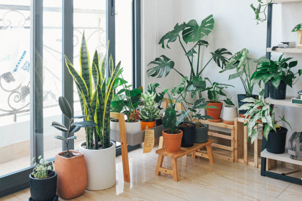 How to Use Plants in Feng Shui Solutions