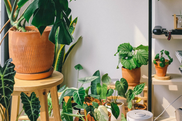 Plant Feng Shui Solutions